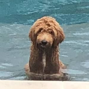 Meet your Posher, Dana